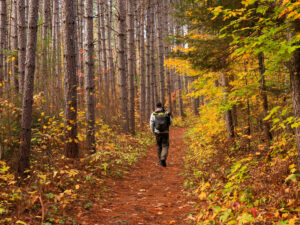 Seen from behind, a man walks through a forest in fall