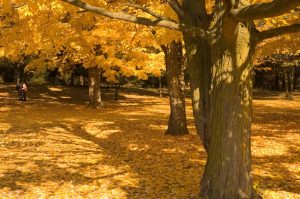A bed of yellow fall leaves in a park