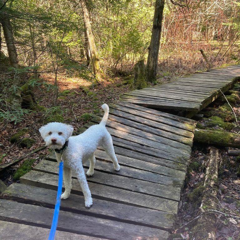 White dog on a board walk fall