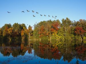 A flock of birds flies over a river in fall