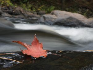A maple leaf beside a rushing stream
