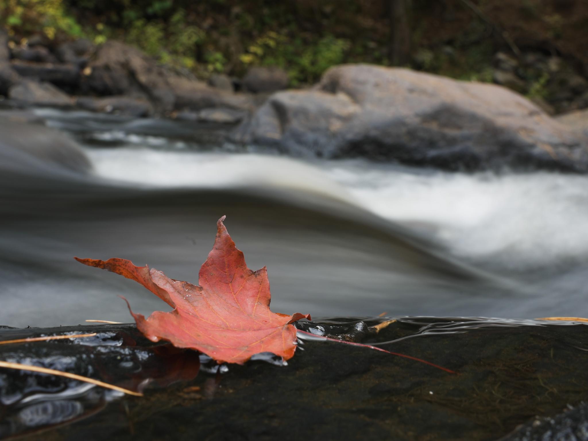 A maple leaf beside a rushing stream