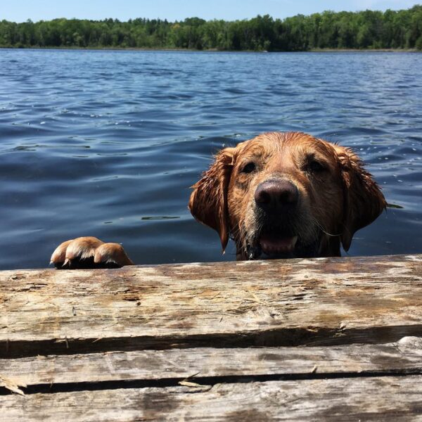 golden lab dog peering over a dock in the water